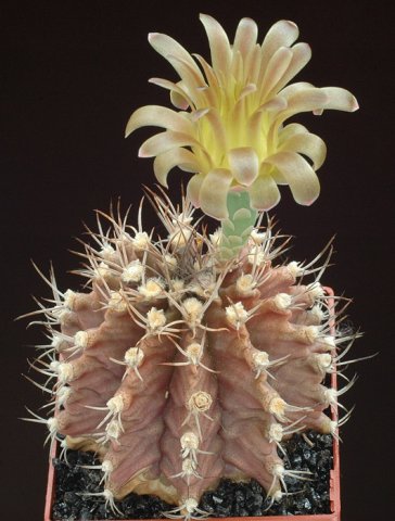 Gymnocalycium_mihanovichii_1